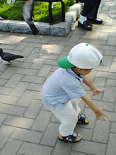 鳩を追い掛ける遼太郎 鳩を追い掛ける遼太郎